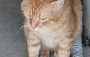 茶太郎 - ですメタル 