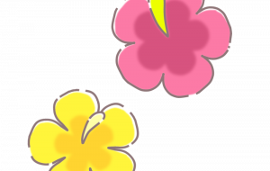 ハイビスカス - hatsune