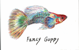 ファンシーグッピー - 雪柳 
