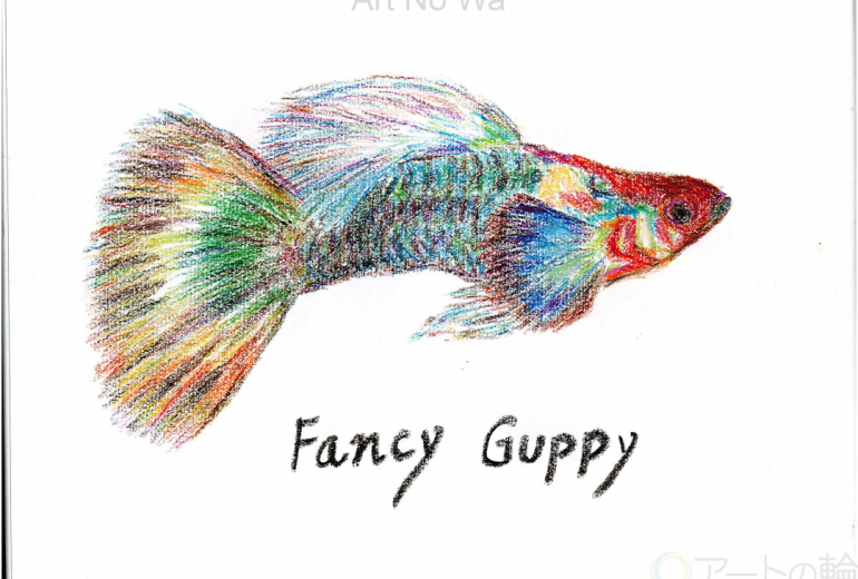 ファンシーグッピー