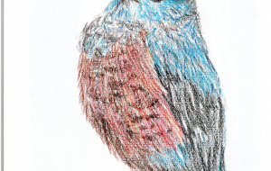 イソヒヨドリ - 雪柳 