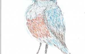 イソヒヨドリ - 雪柳