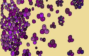 ベリー - 工房はんど　nami 