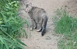 野良猫のサビちゃん - ですメタル