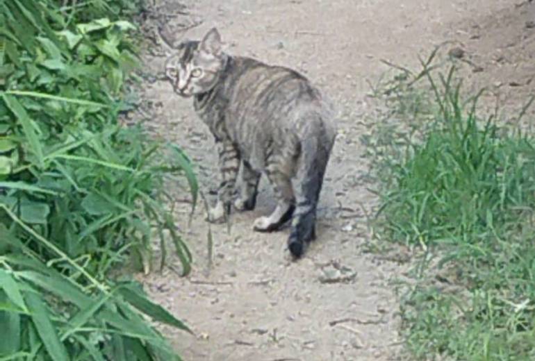 野良猫のサビちゃん
