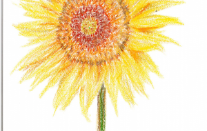 ヒマワリ - 雪柳 