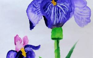 あやめ - 菅井良翔 