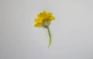 一輪の秋桜  もうすぐ秋だよ！皆さん暑いの頑張ったね！ - 真鍋哲地 