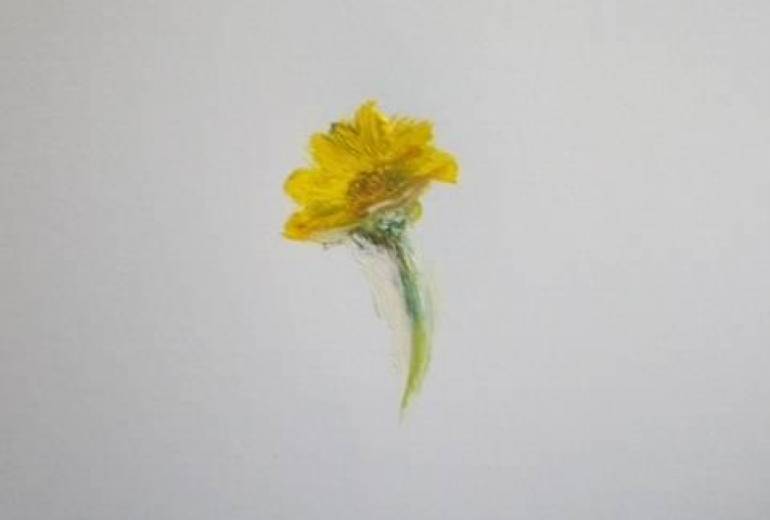 一輪の秋桜  もうすぐ秋だよ！皆さん暑いの頑張ったね！