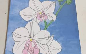 胡蝶蘭 - 金谷茜 