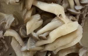 キノコクリームシチュー - 笹谷正博 