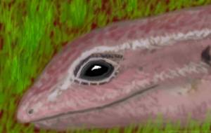 トカゲ - 小雪0219