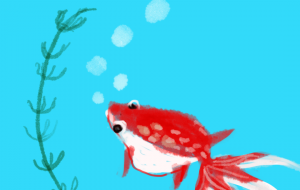 金魚 - nao.k