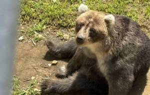 やさしいくまさん - 春野しばいぬ 