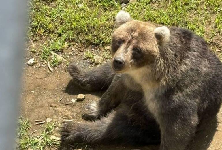 やさしいくまさん