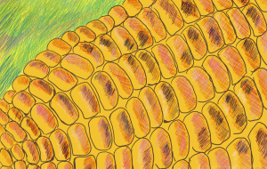 想い出の焼ききみ - カニかま 