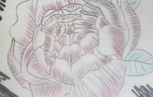 暗闇に咲く芍薬の花。 - サオリ
