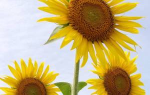 おおくま花畑　ひまわり燦々 - 明紅葉 