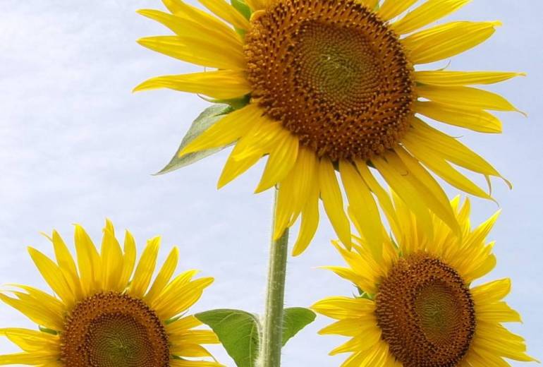 おおくま花畑　ひまわり燦々