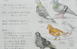 〜観察日記〜鳩 - 佐藤えりか 