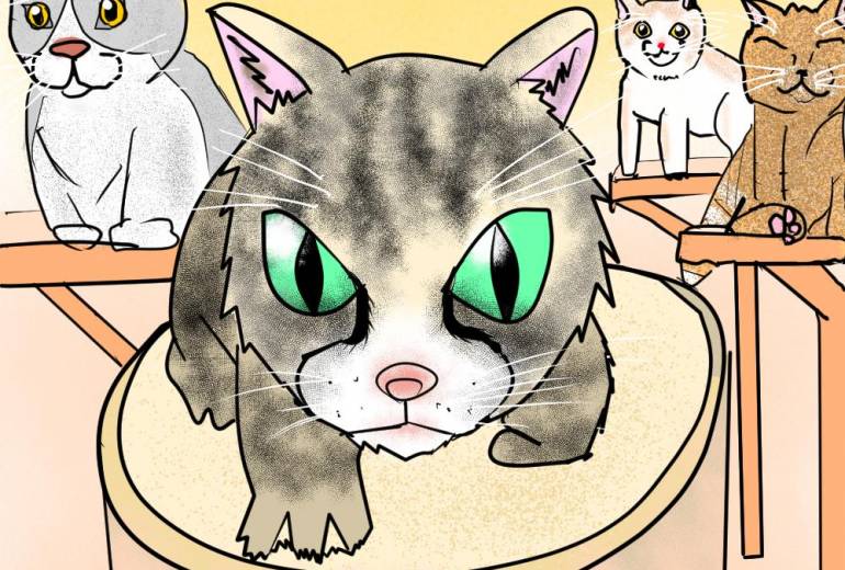 ボス猫がいる猫カフェ