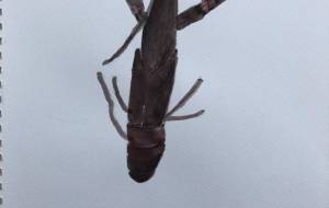 ザリガニ - GENTIL 