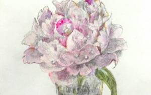 芍薬 - 広田早苗 