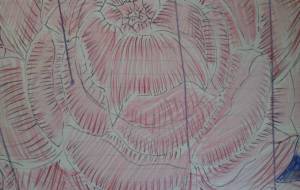 雨の中の芍薬…… - サオリ