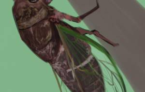 夏の終わりのセミ君 - 五郎丸ニャププ 