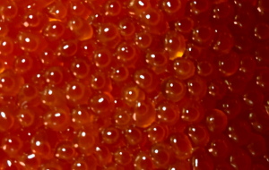 イクラ - 笹谷正博 