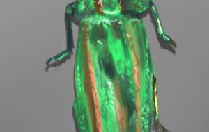 悲しいけど美しいLIFE - 五郎丸ニャププ 