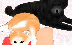 お部屋でマッタリ（秋田犬・虎毛、秋田犬・赤毛） - 華凪 