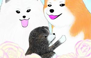 みんな違うけど想いは一緒だね（秋田犬・赤毛、秋田犬長毛種・白毛、秋田犬仔犬・虎毛） - 華凪 