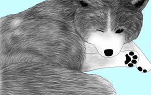 寝起き(秋田犬・虎毛) - 華凪