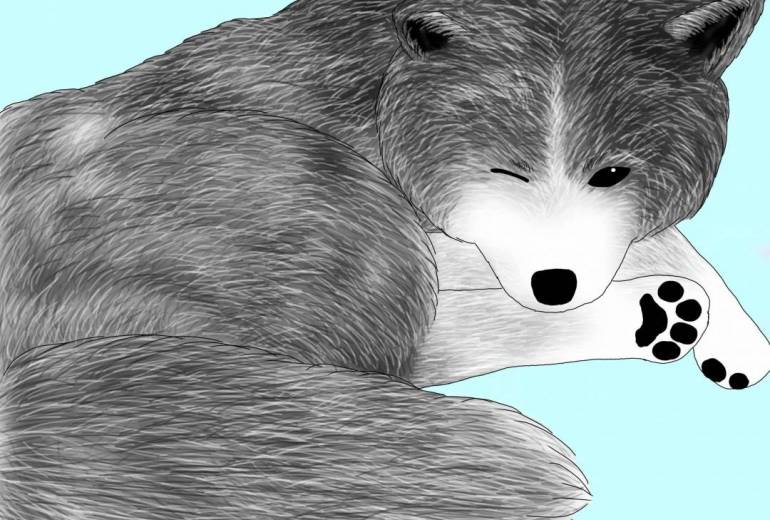 寝起き（秋田犬・虎毛）