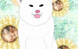 ひまわり娘（秋田犬・白毛） - 華凪 