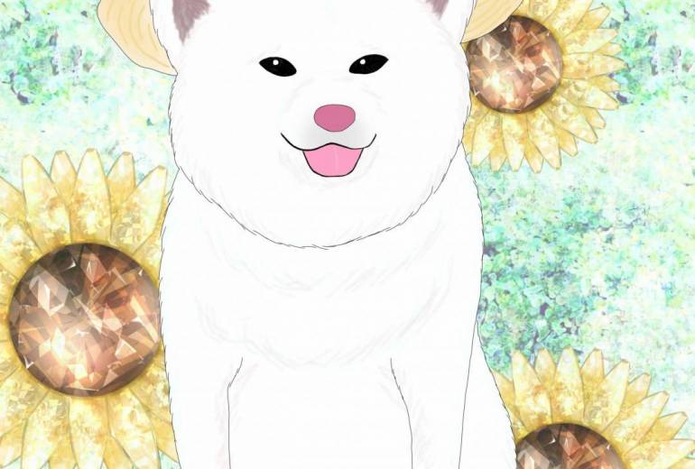 ひまわり娘（秋田犬・白毛）