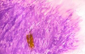 和太鼓の響き - Liilii 