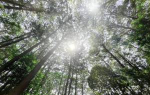 二つの太陽 - BOBOMIND