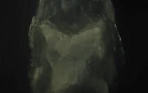 ウェディングドレス、異性に女性はシビアですね?!?! - 真鍋哲地