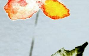 さらさらさらに色弄る - ぴぴ 