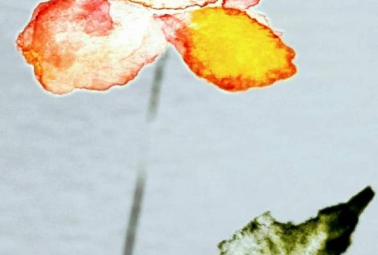 さらさらさらに色弄る