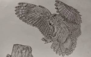 フクロウ - 伊藤恵美里