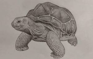 亀 - 伊藤恵美里 