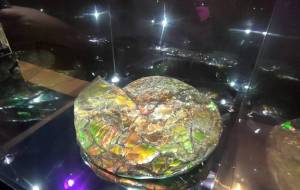 アンモライト - トイロ 