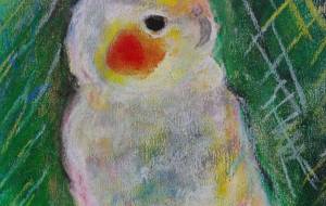 ふっくらオカメインコ - Arica 