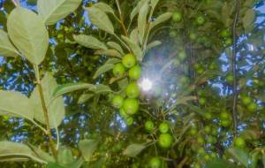 植物の名 - Yukihiro Sato 