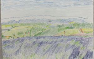 ラベンダー畑 - maco 