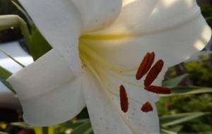 乙女の花 - エミリ 