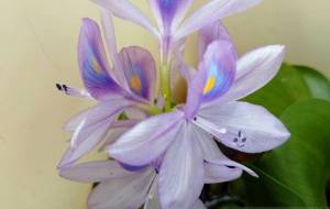 水面の花 - エミリ